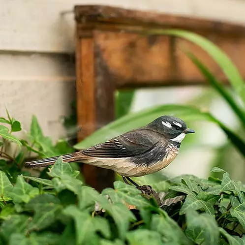 DecoBird Australisk Solfjäderstjärt